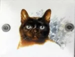 kočka 7